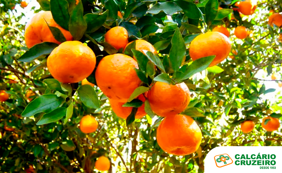 Laranja